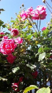 20170519_081316_carpeDiem