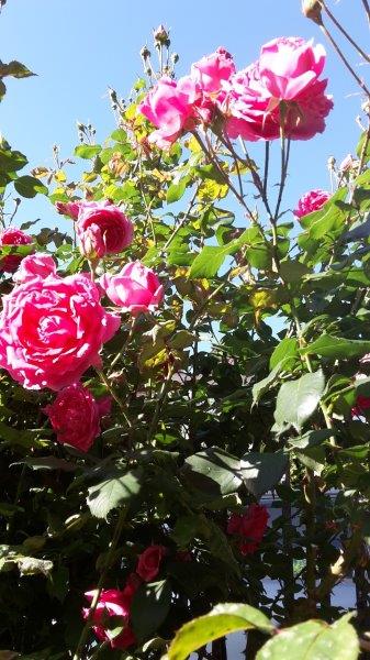 20170519_081316_carpeDiem