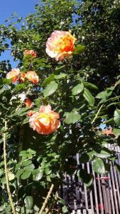 20170519_081330_carpeDiem