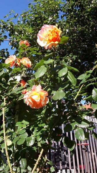 20170519_081330_carpeDiem