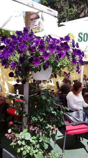 20170528_112434_carpeDiem