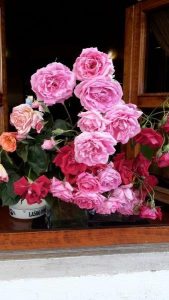 20170528_112537_carpeDiem