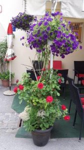 20170627_173109_carpeDiem