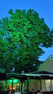 20170713_212006_carpeDiem